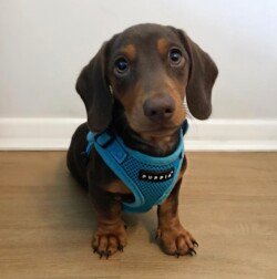 Frank, a Mini Daxi.