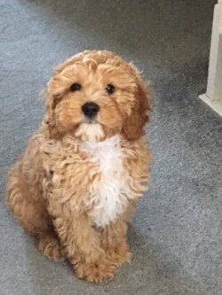 percy, a cavapoo.
