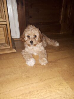 sunny, a cavapoo.