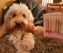 Barney, 
a cockapoo.