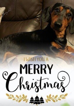 Luther - miniature Dachshund