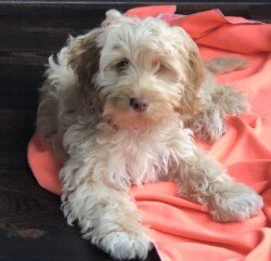 willow,   a cockapoo.