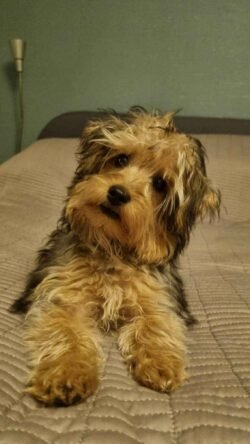 Hettie - Yorkiepoo