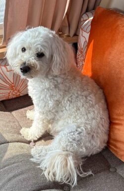Olive Westiepoo