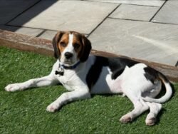 Aflie - Beaglier, 6 months old