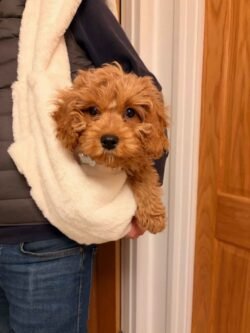 George, Cavapoo